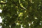 green leaf